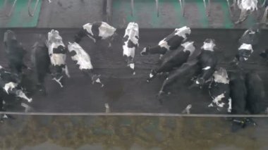 Görünüm yerli inek yeme, büyük bir ahırın içinde duran top.