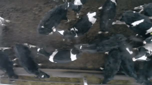 Vacas de pé em um byre, vista superior . — Vídeo de Stock