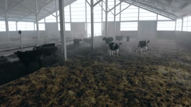 Kuhherde in einem großen Stall, aus nächster Nähe. — Stockvideo