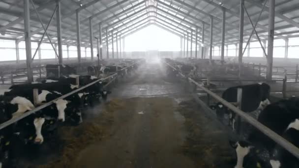 Ein großer Kuhstall mit Kühen aus nächster Nähe. — Stockvideo