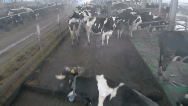 Vacas domésticas em pé em um galpão, de perto . — Vídeo de Stock