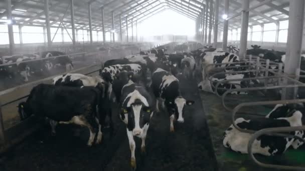 Veel koeien wandelen in een stal, close-up. — Stockvideo