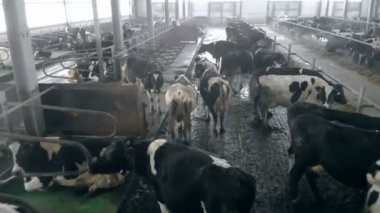 İnekler, tam bir cowshed yakın çekim.