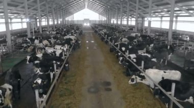 Özel bir ahırda yaşayan inekler yakın çekim.