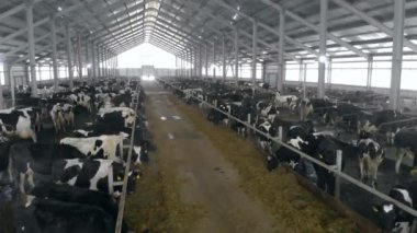 Bir ahır inekler tam.