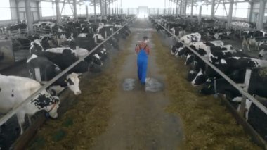 Bir cowshed, arkadan görünüm kişi yürüyor.