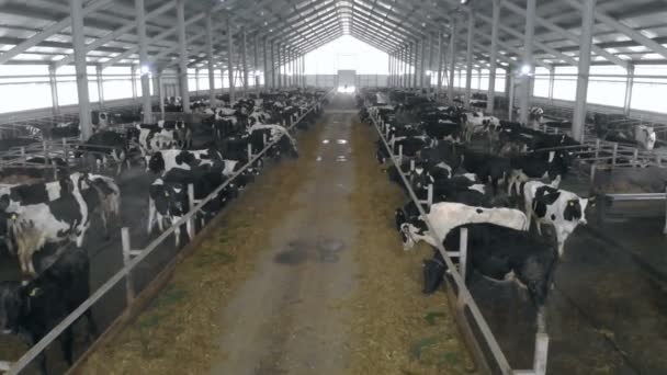 Nutrire mucche in un fienile, da vicino . — Video Stock