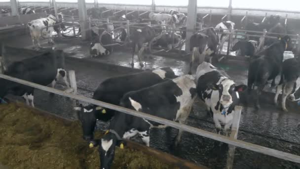 Hauskühe fressen Heu in einem Stall, aus nächster Nähe. — Stockvideo