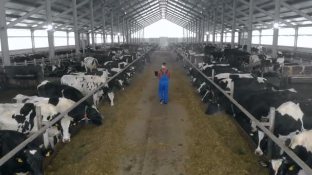 Un hombre trabaja con un ordenador portátil, caminando en un establo, vista trasera . — Vídeos de Stock