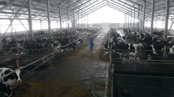 Αγρότης ελέγχει αγελάδες σε υπόστεγο, πίσω προβολή. — Αρχείο Βίντεο