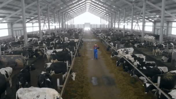 Un trabajador escribe en un ordenador portátil, caminando en un byre, vista superior . — Vídeo de stock