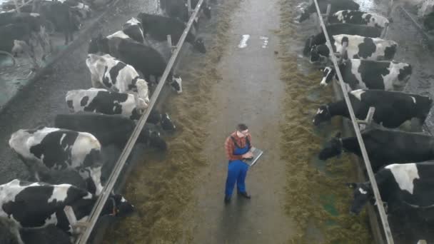 Male farmer checks cows and types on a laptop, top view. — Stock Video