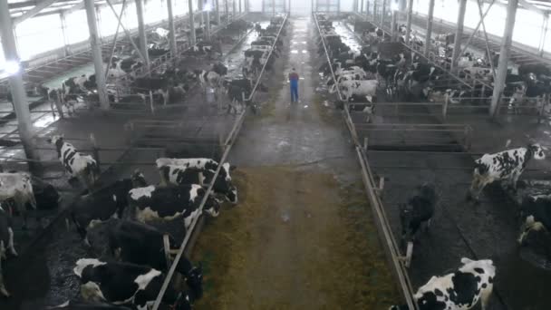 Bir adam büyük bir cowshed içinde arkadan görünüm girer. — Stok video