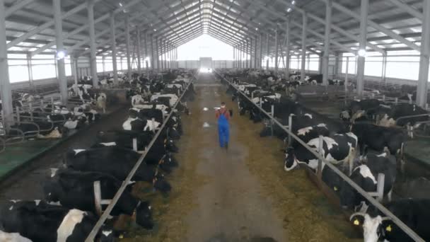 Une personne vérifie les vaches dans une grange spéciale, vue arrière . — Video