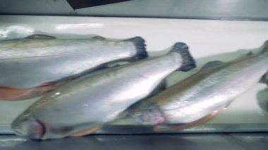 Ölü kılıçbalığını konveyör bant hareket ediyor