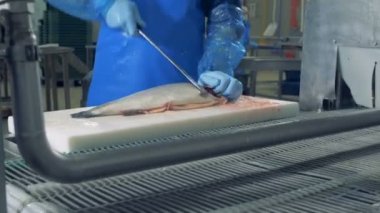 Split salmons başkanları fabrika işçisi tarafından kesilir