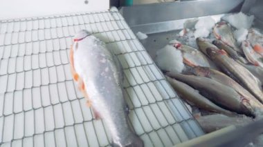 Ham salmons konveyör bant fabrika çalışan tarafından konur