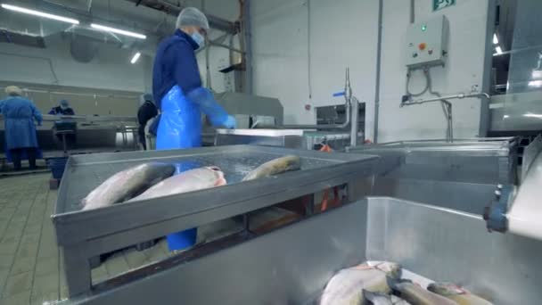 O peixe é armazenado no recipiente e alguns deles estão sendo cortados — Vídeo de Stock
