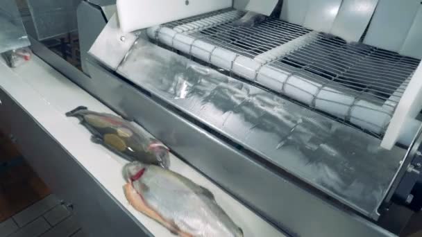 O peixe cartilaginous está caindo da máquina industrial na correia — Vídeo de Stock