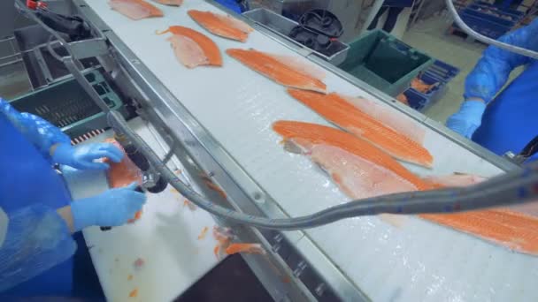 Fillets of trouts are being cleaned and moving along the conveyor — Stock Video