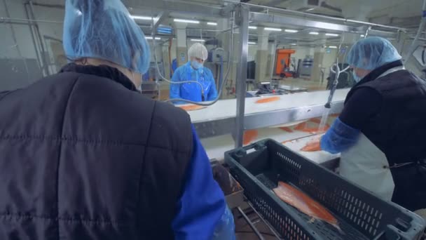 Factory enhet med kvinnliga arbetare bearbetning fisk — Stockvideo