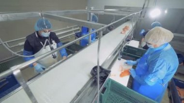 Balık somon kadın çalışanlar tarafından işlenen birimi bitki. 4k