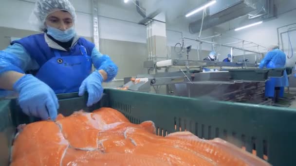 Vrouwelijke specialist zet filets van zalm in de container — Stockvideo