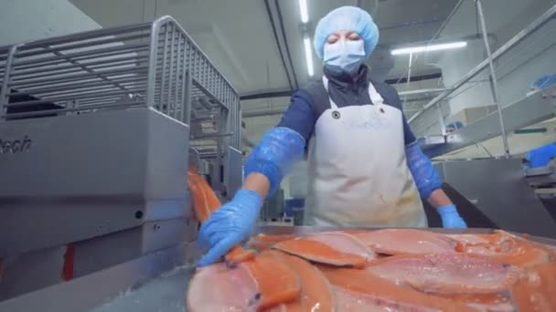 I filetti di salmone vengono ordinati da una specialista donna — Video Stock