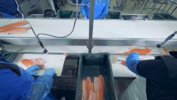 Bovenaanzicht zalm zwembroek krijgen afgesneden door fabriek personeel — Stockvideo