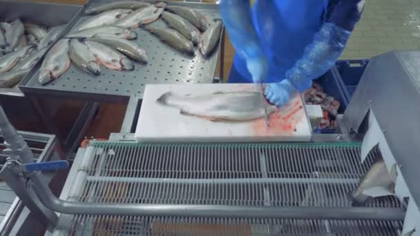 Especialista em fábrica está cortando cabeças de peixe e colocá-lo no cinto — Vídeo de Stock