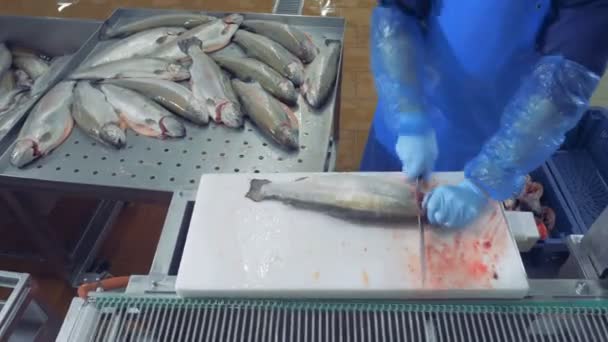 Голову сырого лосося нарезает рабочий завода. — стоковое видео
