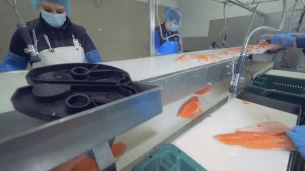 Las trabajadoras están procesando troncos de salmón en una unidad de fábrica — Vídeos de Stock