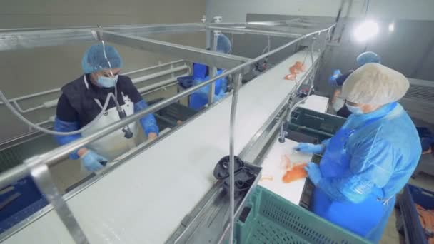 Fischanlage Mit Lachs Der Von Weiblichen Mitarbeitern Verarbeitet Wird — Stockvideo