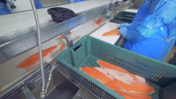 Stammen van forel krijgen voorbereid en zet op de transportband — Stockvideo