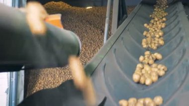 Bir depo bir konveyör taşıma patates yakın çekim.
