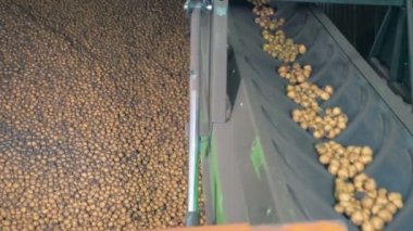 Çalışma konveyör patates taşır, yakın çekim.