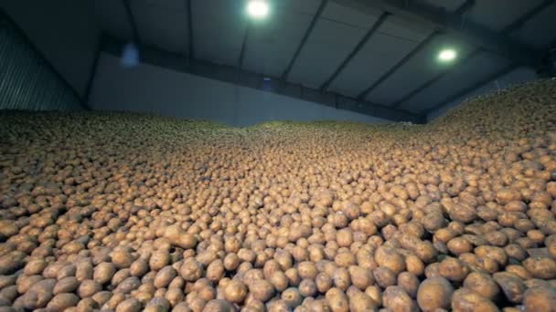 Un magazzino pieno di patate, da vicino . — Video Stock