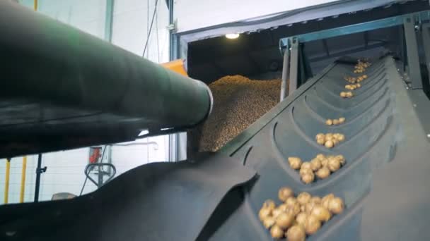 Batatas colhidas em um transportador de armazém, de perto . — Vídeo de Stock