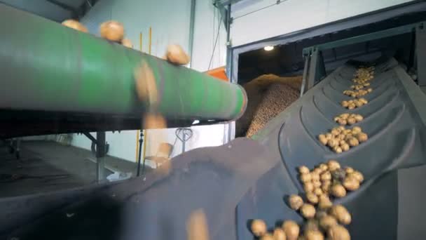 Hromady brambor na tovární dopravník, zblízka. — Stock video