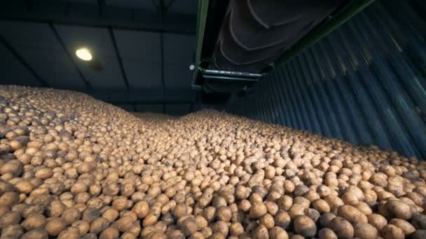 Un entrepôt avec des pommes de terre, fermer . — Video