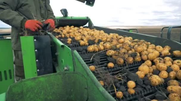 A person sorts potatoes on a moving conveyor, close up. — Stock Video