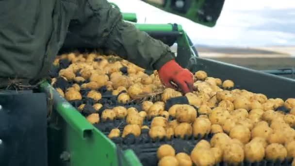 Una Persona Limpia Transportador Con Papas — Vídeos de Stock