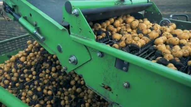 Trator transportador move batatas em um campo, close-up . — Vídeo de Stock