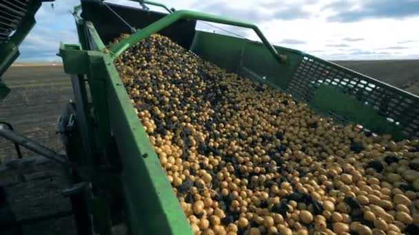 Mnóstwo ziemniaków na przenośniku ciągnika z bliska. — Wideo stockowe