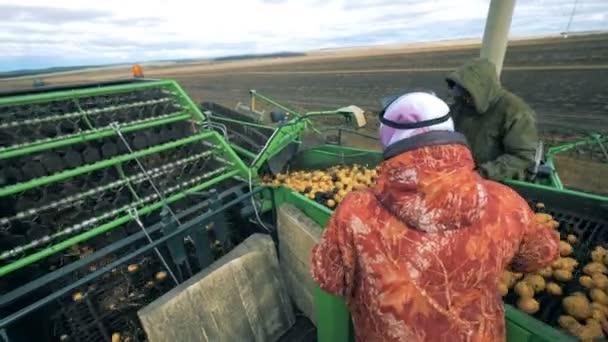 Mensen werken met aardappel, het sorteren op een trekker transportband, close-up. — Stockvideo