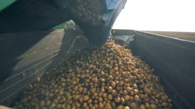 Traktör konteyner içine düşen patates yakın çekim.