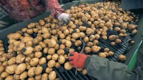Close-up van twee werknemers veel aardappelen op een transportband, sorteren. — Stockvideo