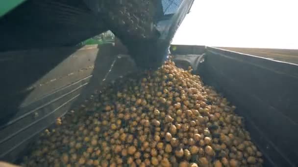 トラクター コンテナーに陥るジャガイモをクローズ アップ. — ストック動画