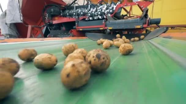 Patatas moviéndose en un transportador de fábrica, de cerca . — Vídeo de stock