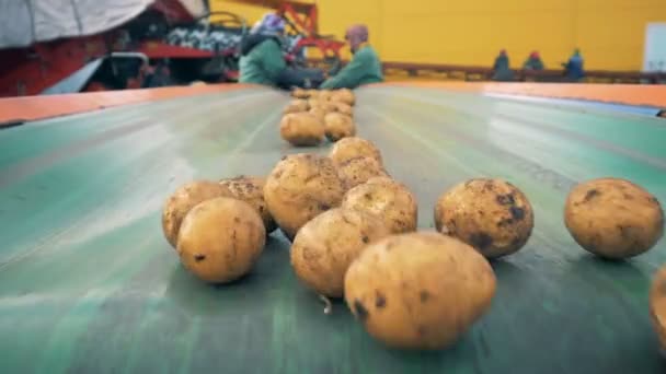 Bir çizgi üzerinde gidiş unpeeled patates yakın çekim. — Stok video